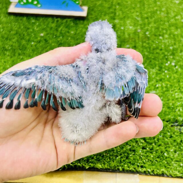 ブルーボタンインコ