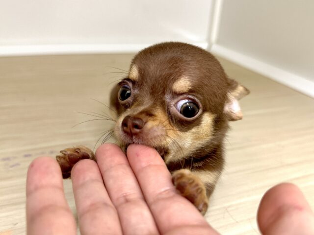 チワワ