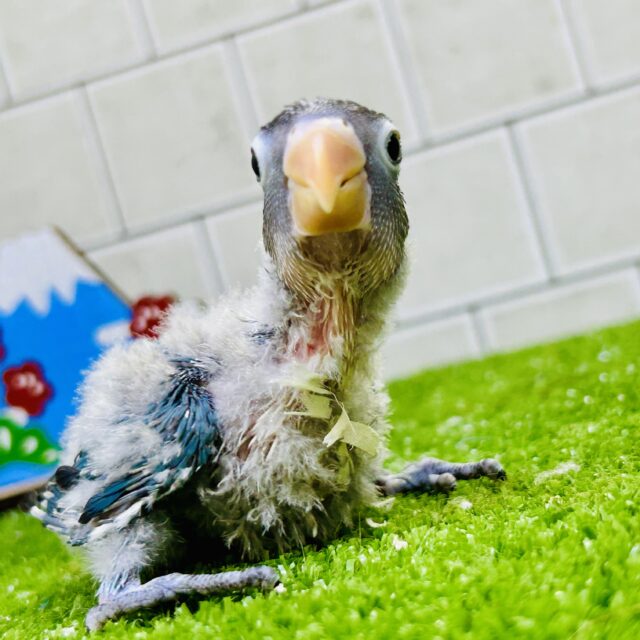 お久しぶり!! くりっとした目が激かわなトリさん♪♪ ボタンインコ ブルーボタンインコ