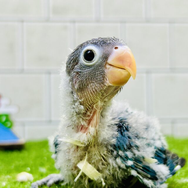 お久しぶり!! くりっとした目が激かわなトリさん♪♪ ボタンインコ ブルーボタンインコ
