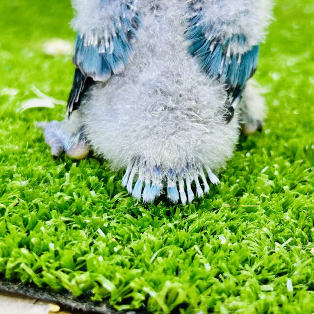 お久しぶり!! くりっとした目が激かわなトリさん♪♪ ボタンインコ ブルーボタンインコ