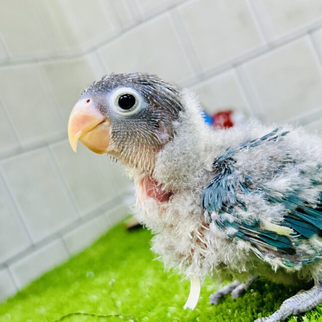 ブルーボタンインコ