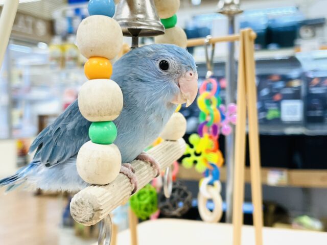 マメルリハ