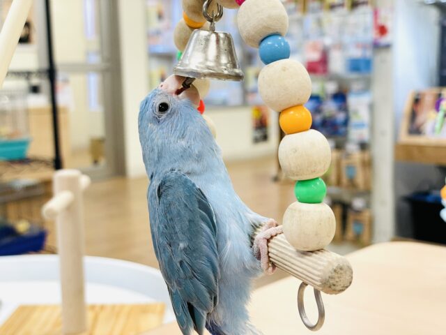 マメルリハ