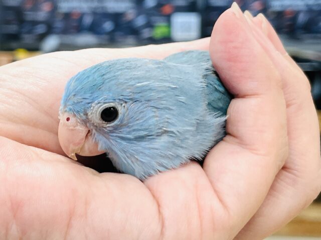 マメルリハ