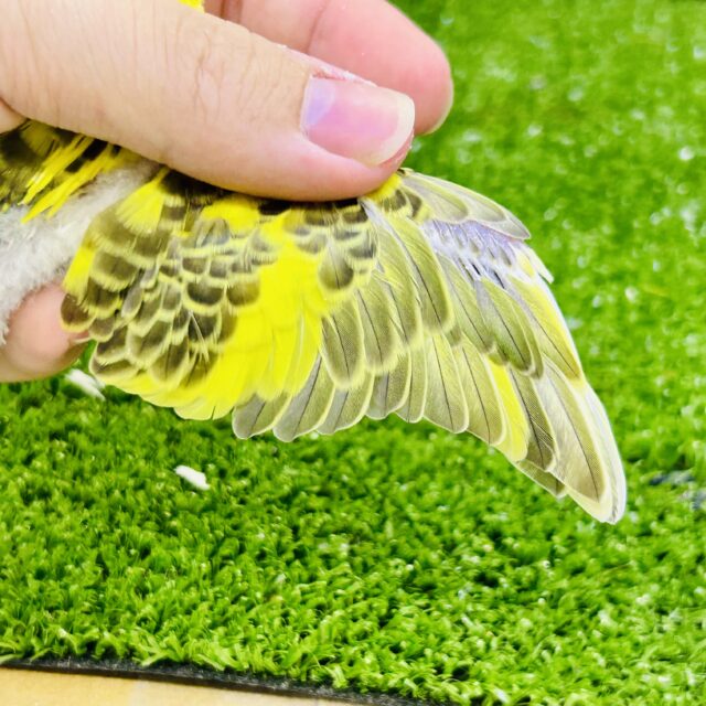 セキセイインコ