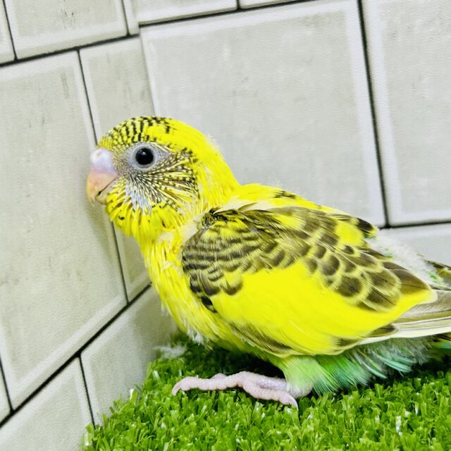 ド派手に柄ガラ(^_-)-☆　セキセイインコ