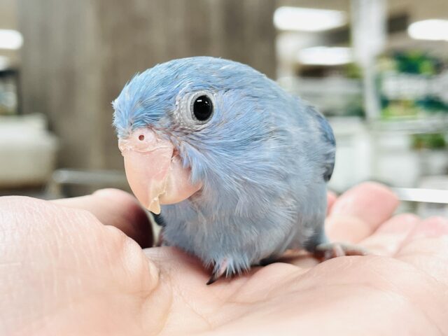 マメルリハ
