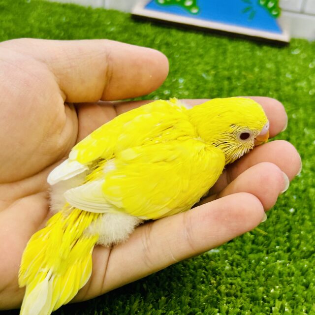 セキセイインコ
