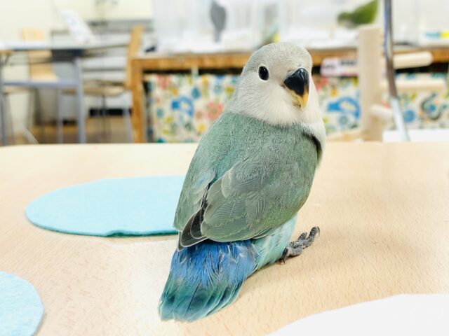 コザクラインコ（小桜インコ）