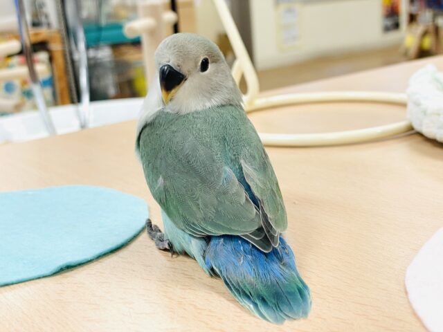 コザクラインコ（小桜インコ）