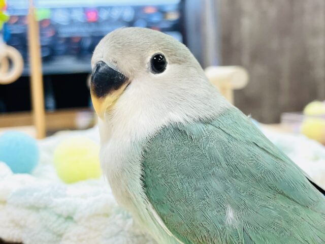 【最新画像】ふわふわ綿毛の天使ちゃん🪽コザクラインコ（ブルーチェリー）ヒナ