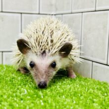 ツンツン栗ボディ🌰　ハリネズミ