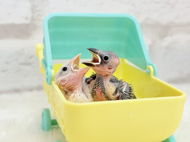 白文鳥