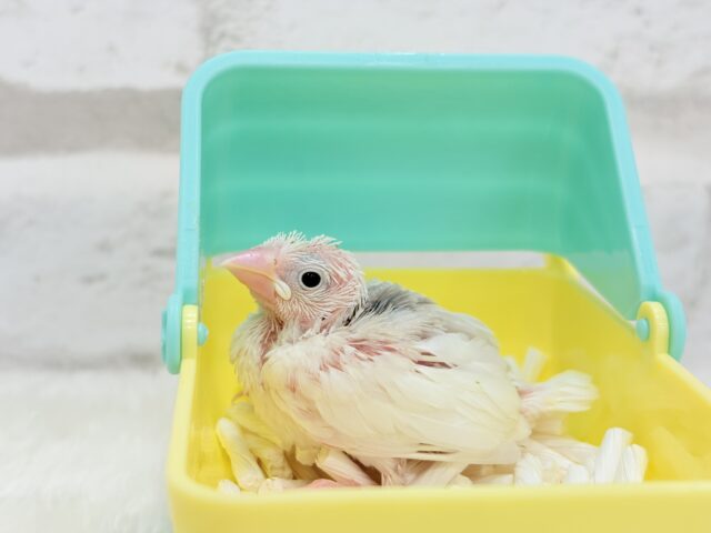 白文鳥