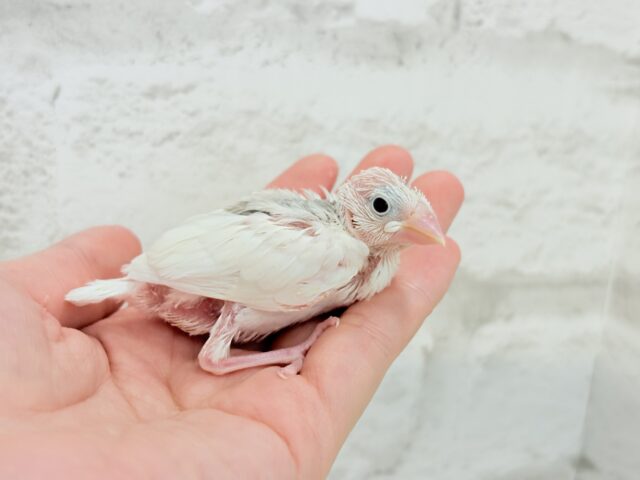 白文鳥