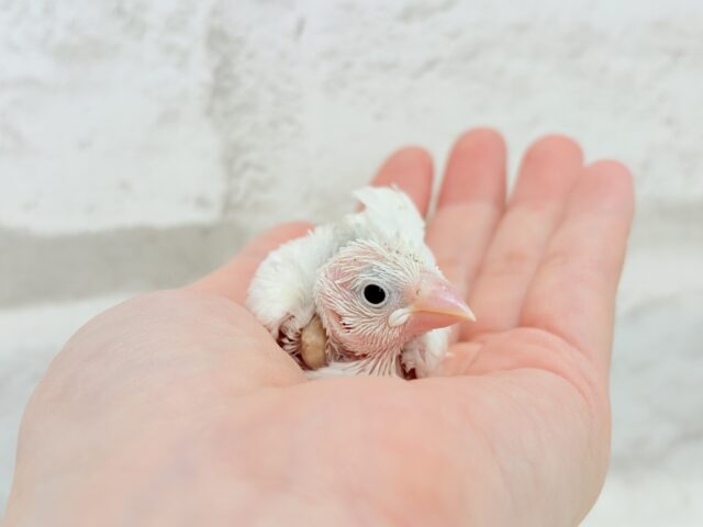 白文鳥
