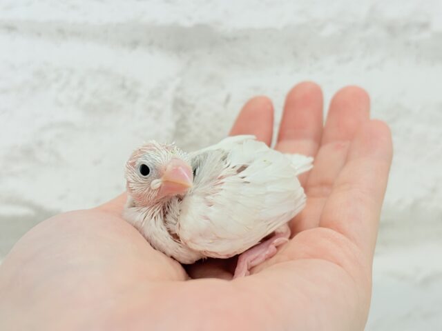 白文鳥