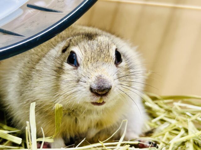 リチャードソンジリス