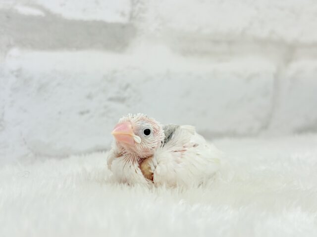白文鳥