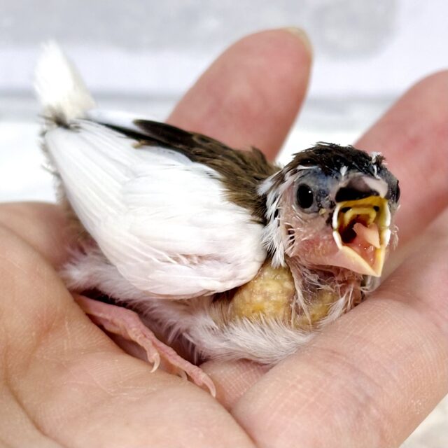 十姉妹（ジュウシマツ）