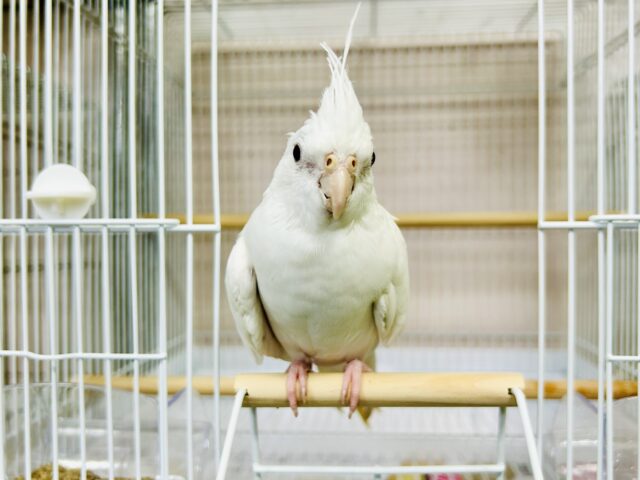 オカメインコ