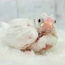 1に食事、2に睡眠〜〜〜( ´-` ).｡oO白文鳥 ヒナ