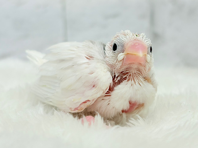 1に食事、2に睡眠〜〜〜( ´-` ).｡oO白文鳥 ヒナ