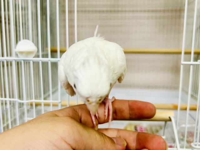 オカメインコ