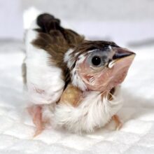 十姉妹  ヒナ  🤎·. ⟡ 🖤‪