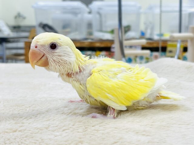 【最新画像】フレッシュな果実みたい🍋✨コザクラインコ(クリームルチノー)ヒナ コザクラインコ(小桜インコ)