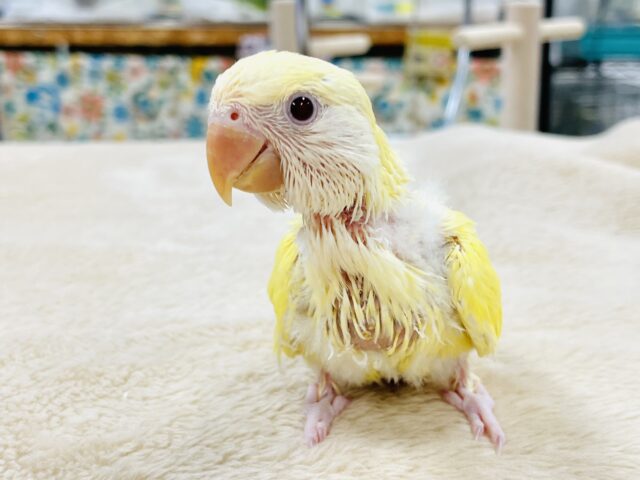【最新画像】フレッシュな果実みたい🍋✨コザクラインコ(クリームルチノー)ヒナ コザクラインコ(小桜インコ)