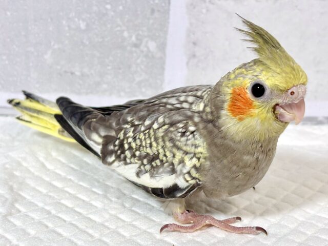 オカメインコ