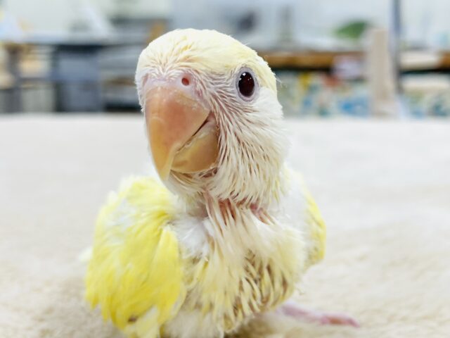【最新画像】フレッシュな果実みたい🍋✨コザクラインコ(クリームルチノー)ヒナ コザクラインコ(小桜インコ)