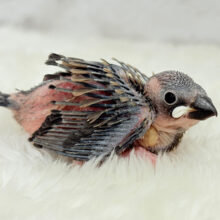 これから先の未来が楽しみ♬*° 桜文鳥 ヒナ