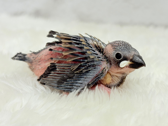 これから先の未来が楽しみ♬*° 桜文鳥 ヒナ