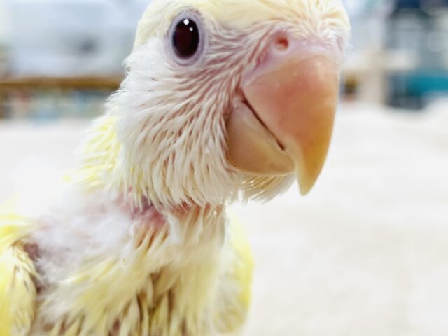 【最新画像】フレッシュな果実みたい🍋✨コザクラインコ(クリームルチノー)ヒナ コザクラインコ(小桜インコ)