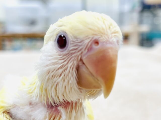 【最新画像】フレッシュな果実みたい🍋✨コザクラインコ(クリームルチノー)ヒナ コザクラインコ(小桜インコ)