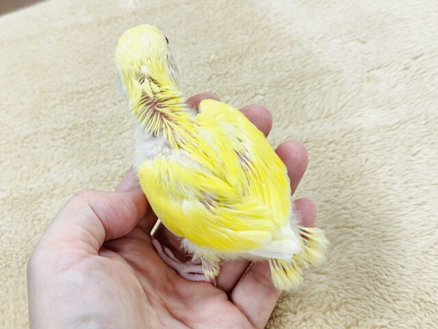 【最新画像】フレッシュな果実みたい🍋✨コザクラインコ(クリームルチノー)ヒナ コザクラインコ(小桜インコ)