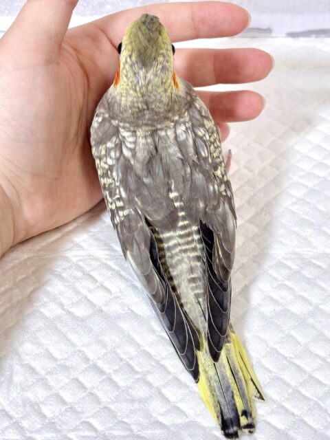 オカメインコ