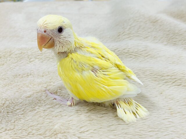 【最新画像】フレッシュな果実みたい🍋✨コザクラインコ(クリームルチノー)ヒナ コザクラインコ(小桜インコ)