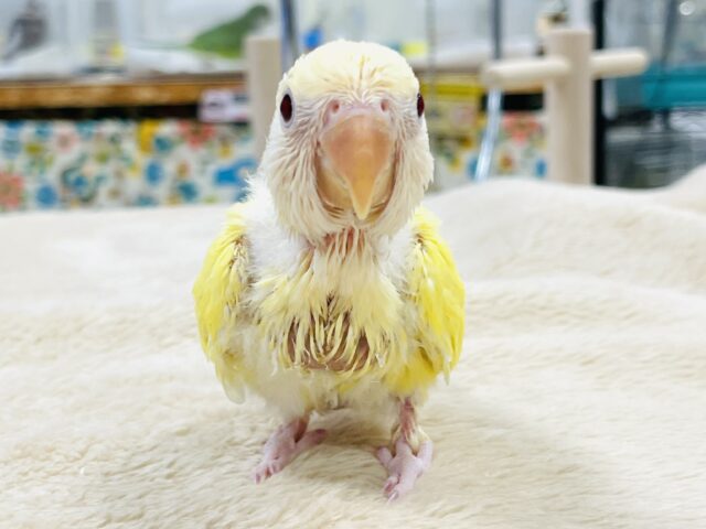 【最新画像】フレッシュな果実みたい🍋✨コザクラインコ(クリームルチノー)ヒナ コザクラインコ(小桜インコ)