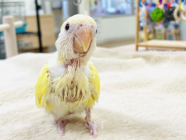 【最新画像】フレッシュな果実みたい🍋✨コザクラインコ(クリームルチノー)ヒナ コザクラインコ(小桜インコ)