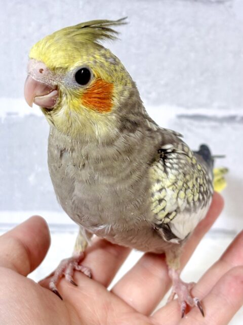 オカメインコ