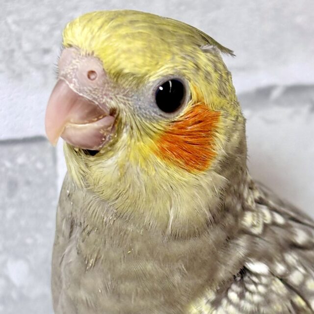 オカメインコ パール 🫧｡・:＋°