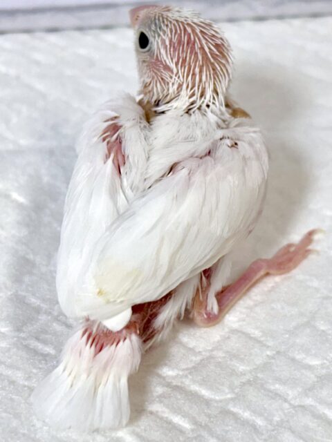 白文鳥