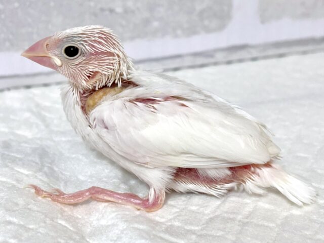 白文鳥
