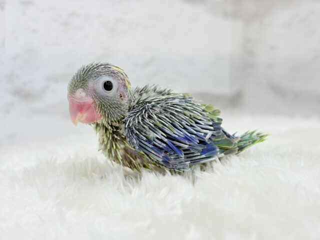 マメルリハ