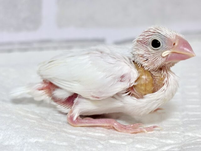 白文鳥