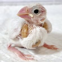 白文鳥  🪽🤍⟡.*🩷